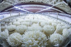 有關(guān)食用菌培育室設(shè)計探討