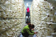 食用菌凈化工程驗(yàn)收十大要點(diǎn)