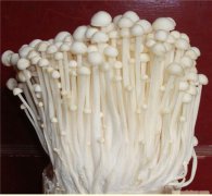 食用菌工廠化南北方溫度差異