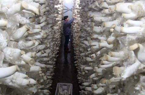 杏鮑菇恒溫房的建造特點